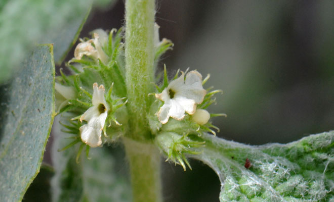 Marrubium vulgare, White Horehound